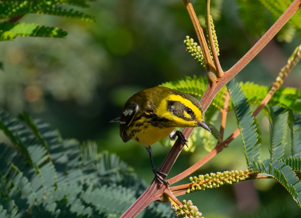 Townsend's Warbler - ML646693165