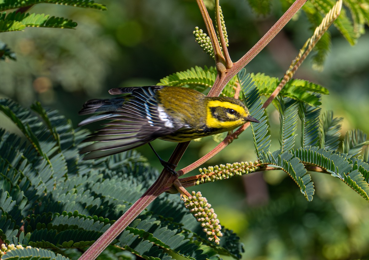 Townsend's Warbler - ML646693166