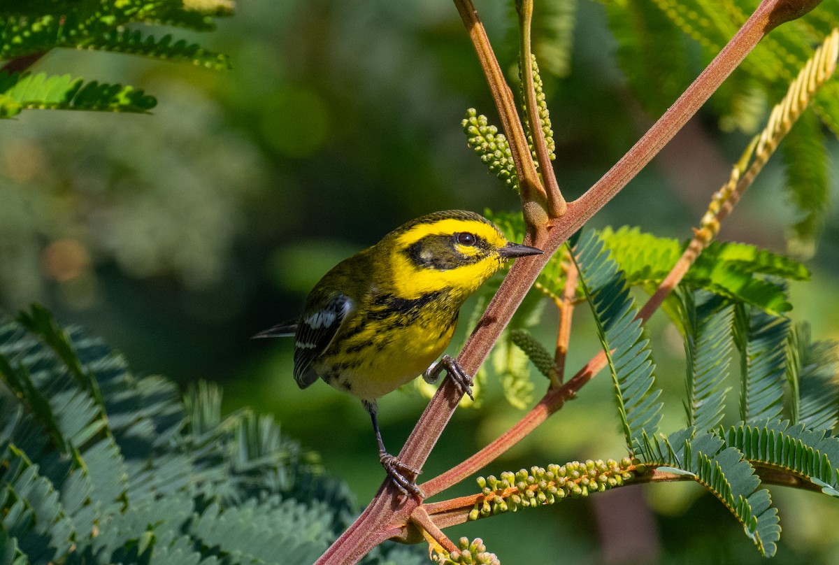 Townsend's Warbler - ML646693167