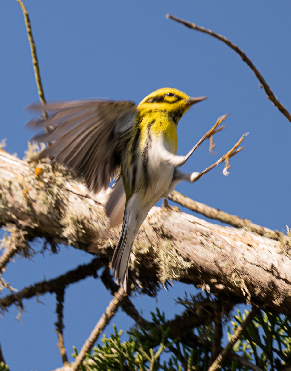 Townsend's Warbler - ML646693173