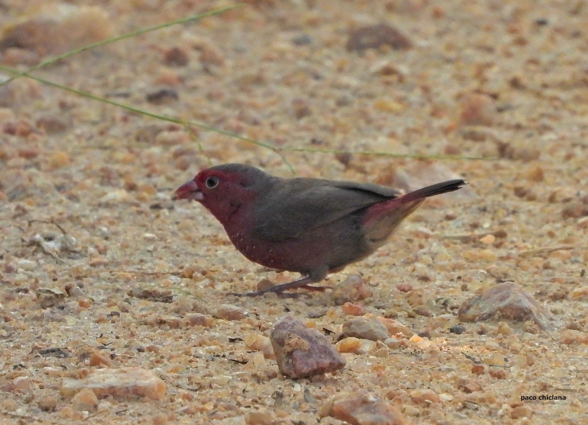 Bar-breasted Firefinch - ML646693177
