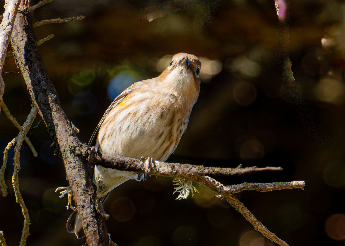 Yellow-rumped Warbler - ML646693179