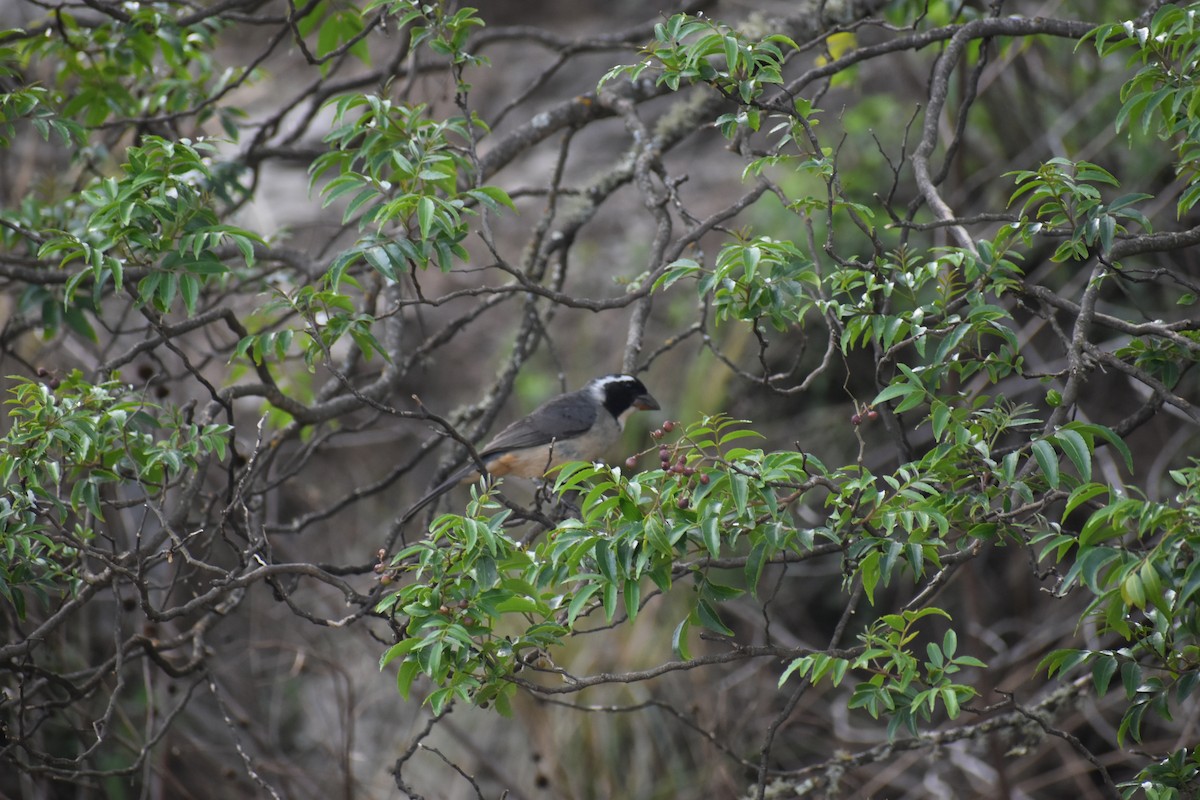 oransjenebbsaltator - ML646693181