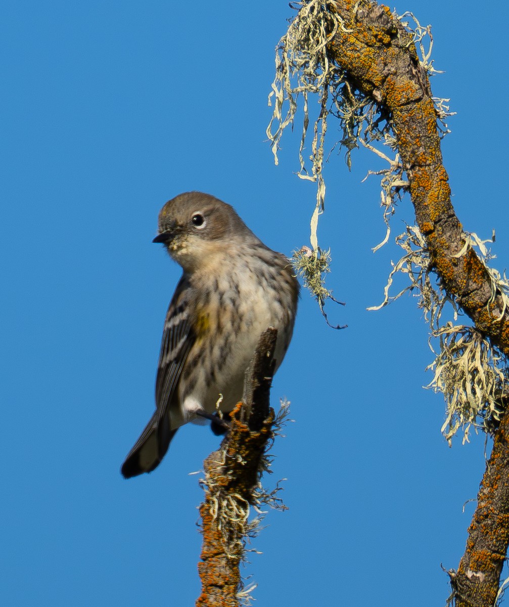 Yellow-rumped Warbler - ML646693184