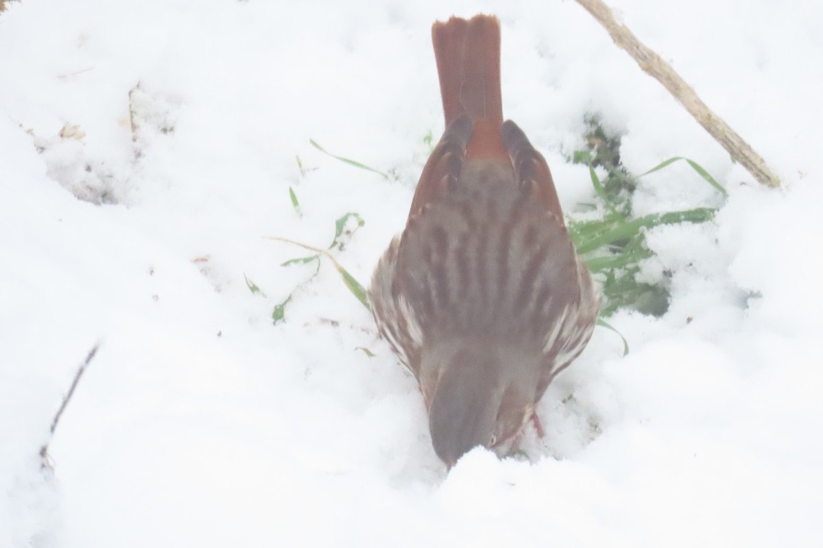 strnadec kaštanový - ML646693192