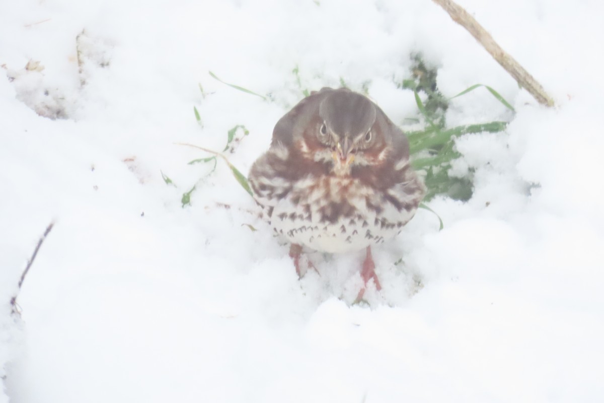 strnadec kaštanový - ML646693193