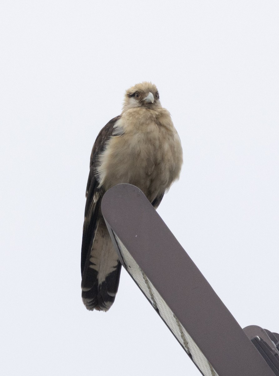Yellow-headed Caracara - ML646693194