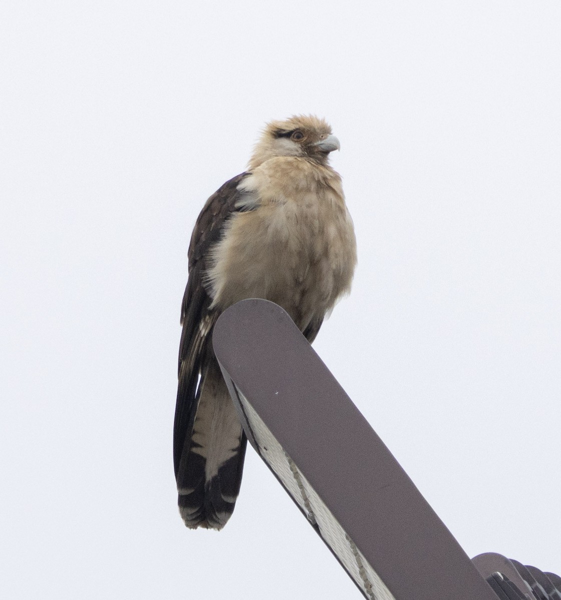 Yellow-headed Caracara - ML646693195
