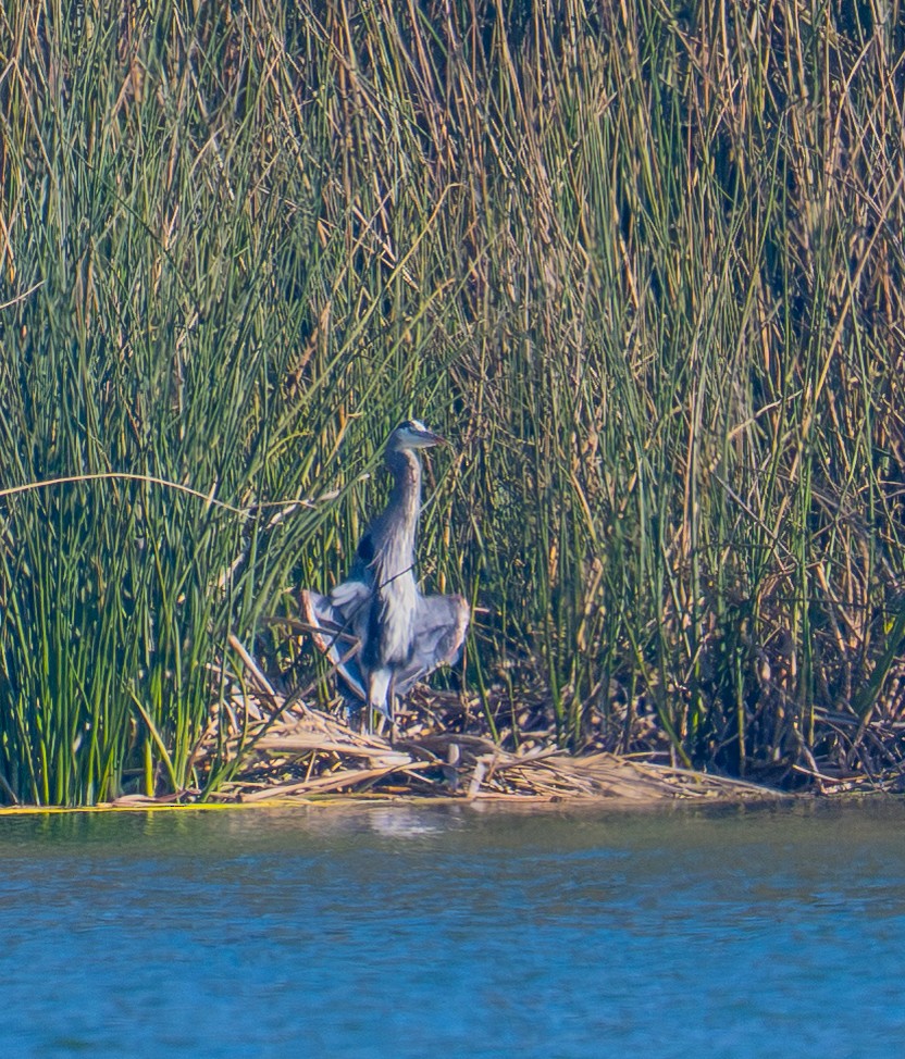 Great Blue Heron - ML646693196