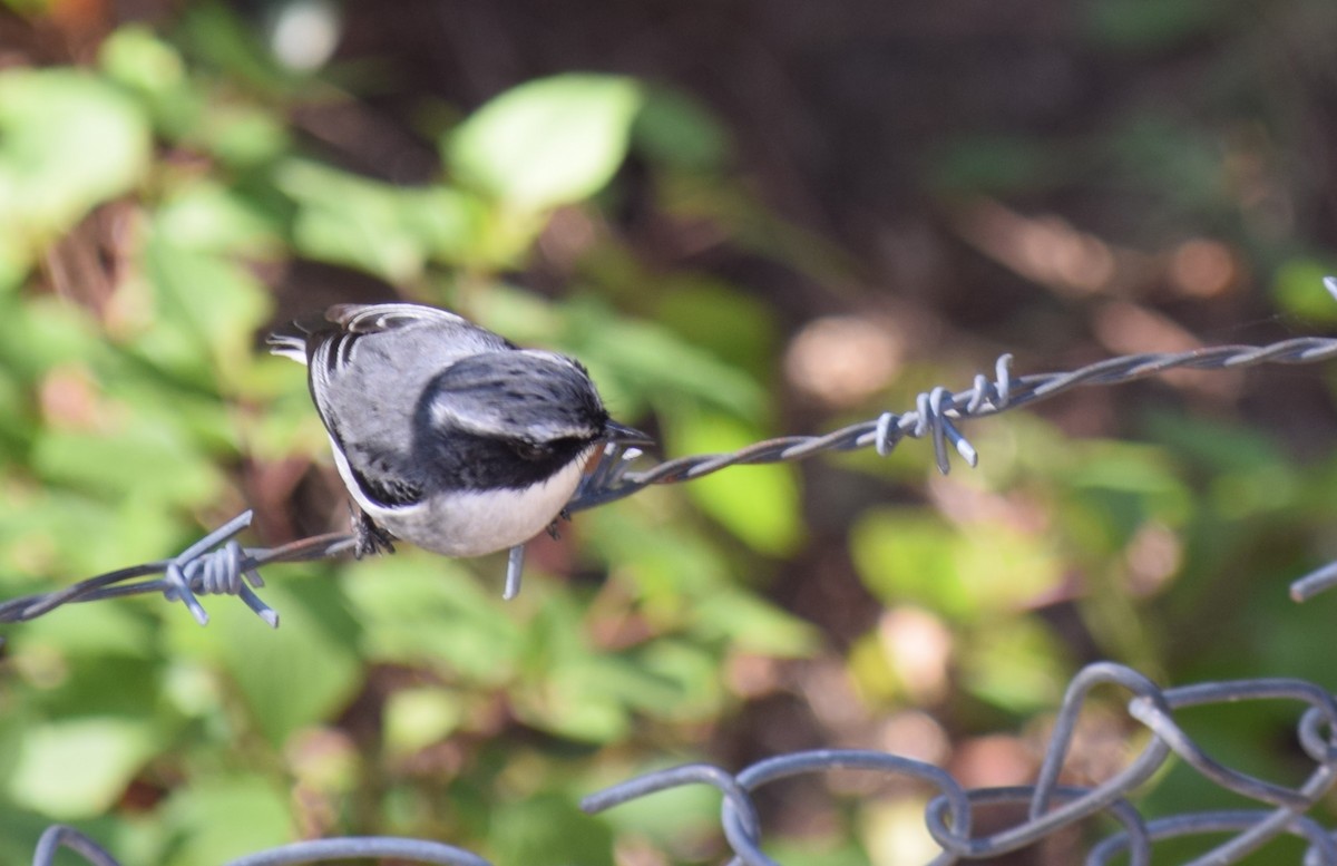 Asian Tit (Cinereous) - ML646693198