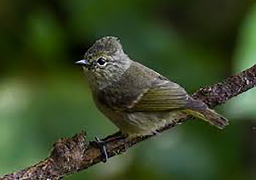 sýkora žlutobrvá - ML646693199