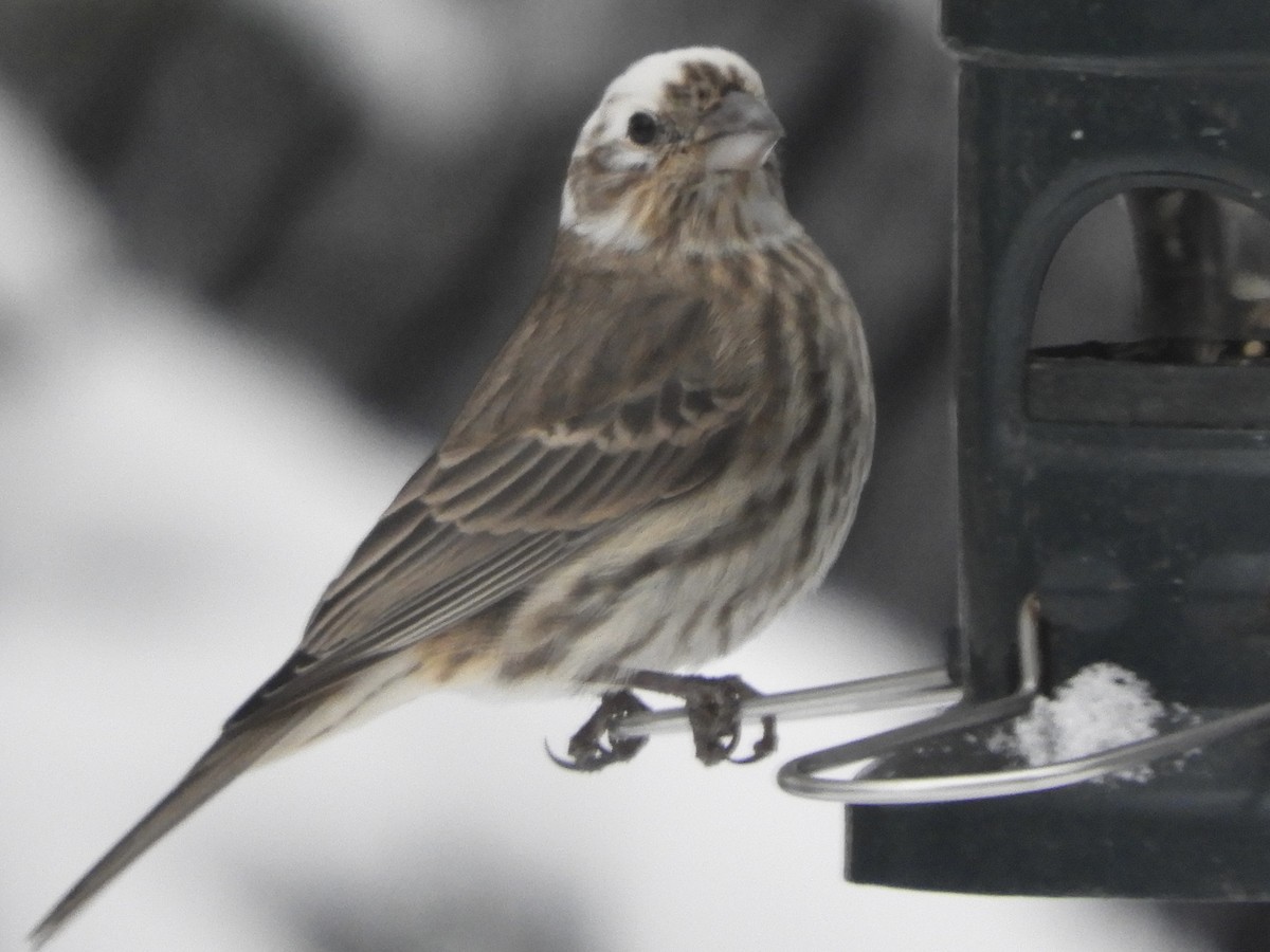 Roselin familier - ML646693201