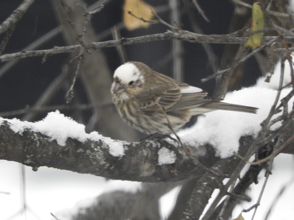 Roselin familier - ML646693202