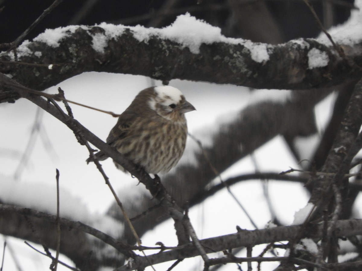 Roselin familier - ML646693203