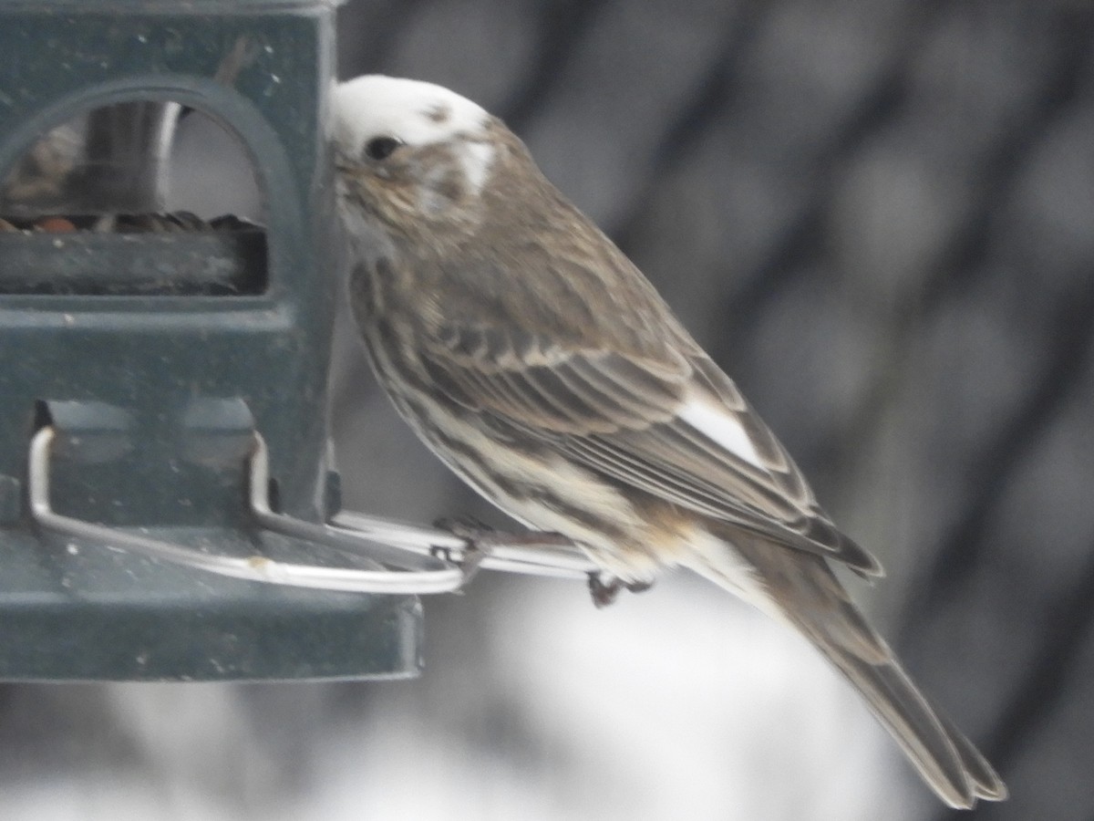 Roselin familier - ML646693204