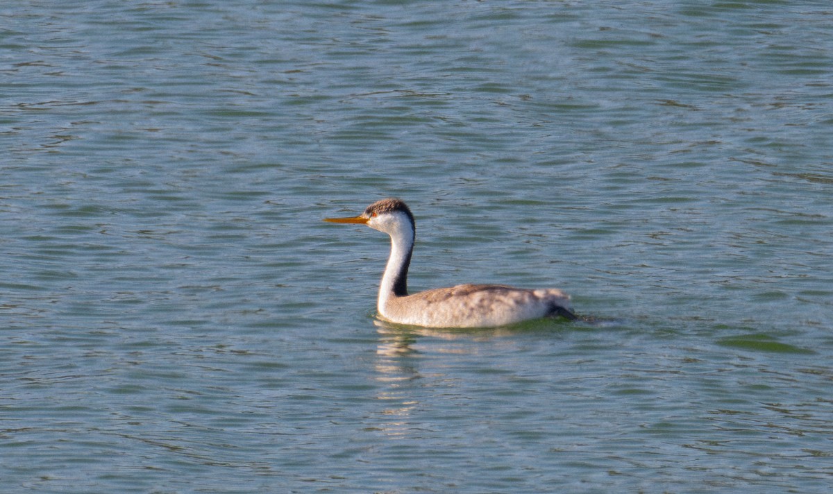 Clark's Grebe - ML646693205