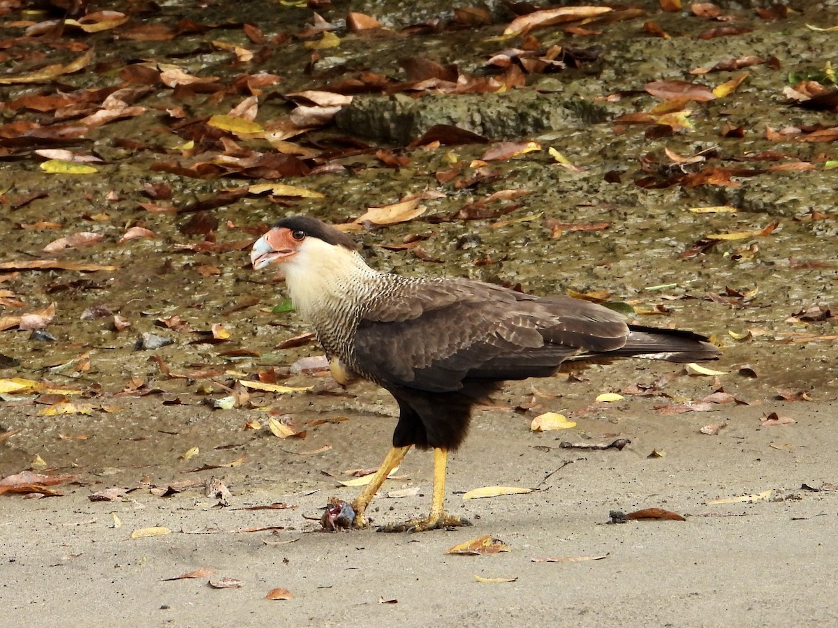 karančo jižní (ssp. plancus) - ML646693207