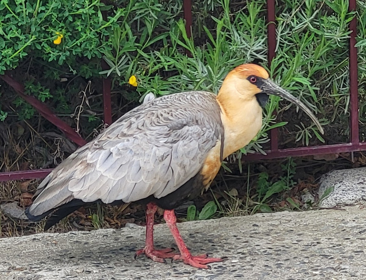 Bandurria Austral - ML646693209