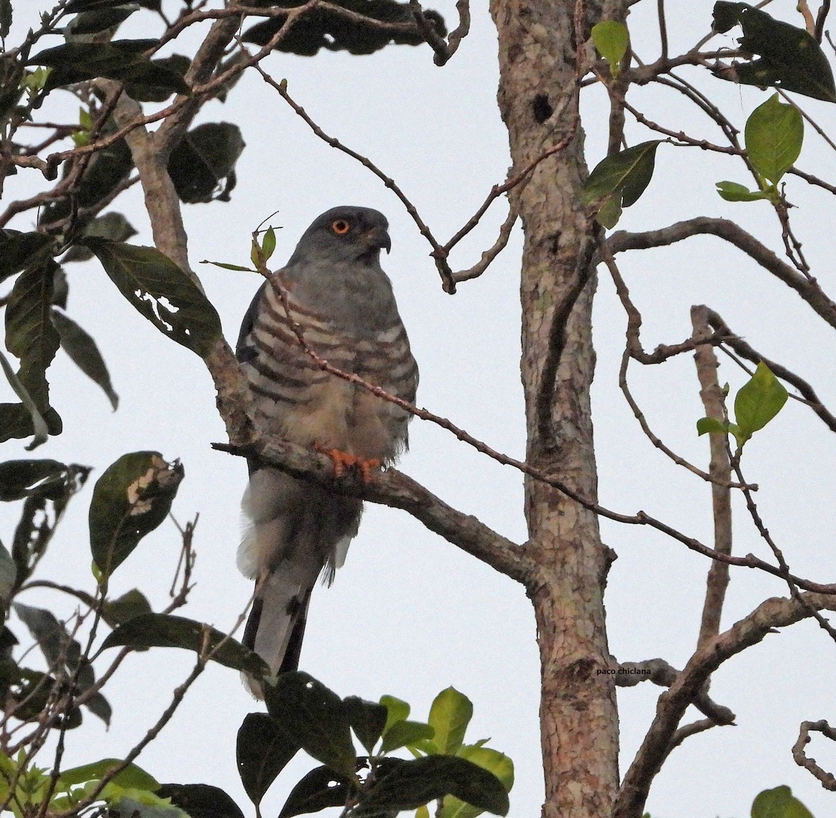 African Cuckoo-Hawk - ML646693214