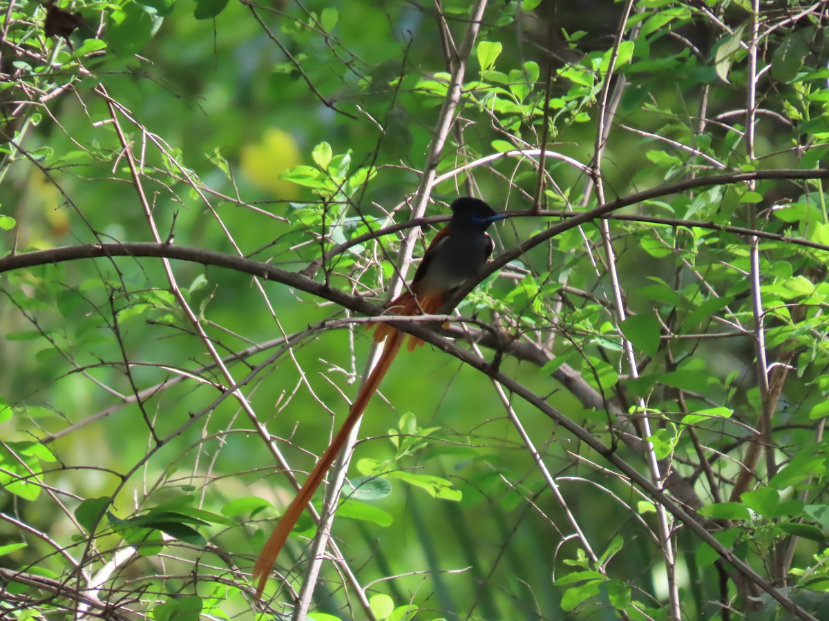 lejskovec africký - ML646693215