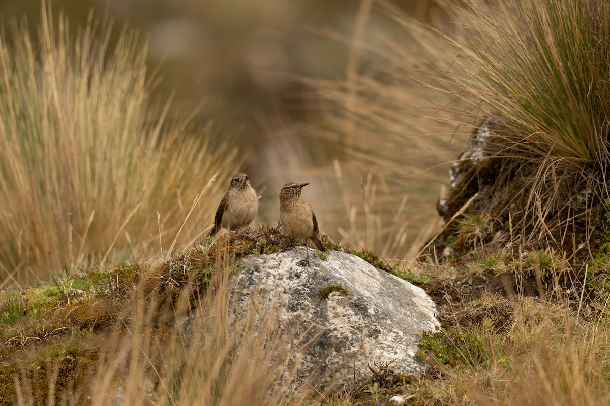 Streak-throated Canastero - ML646693216