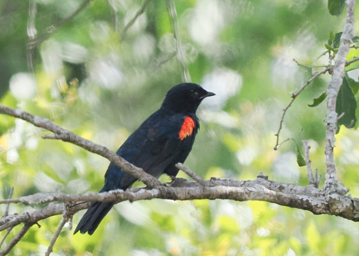 Red-shouldered Cuckooshrike - ML646693218