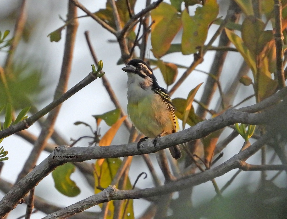 Yellow-rumped Tinkerbird - ML646693220