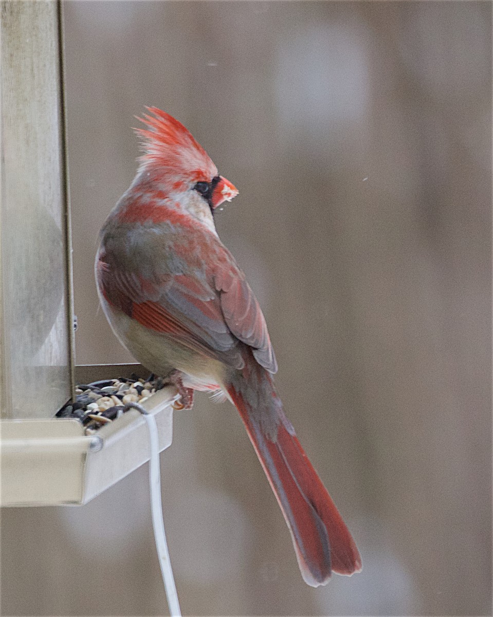 Cardinal rouge - ML646693221