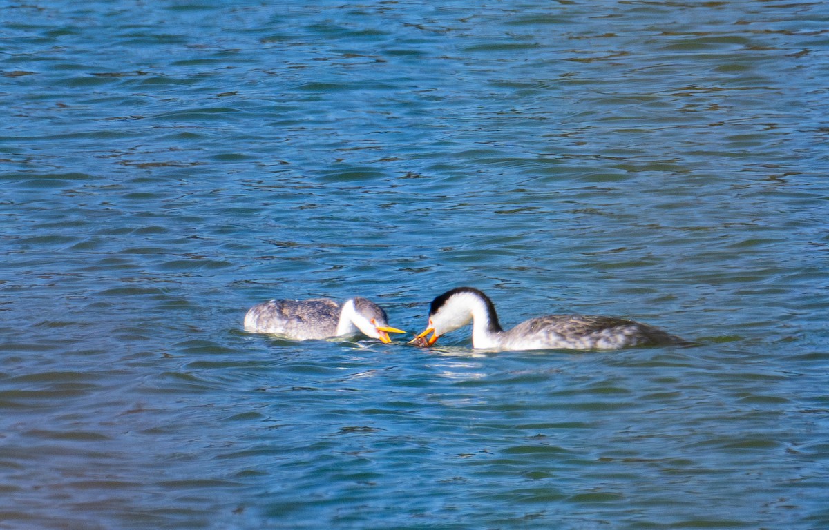 Clark's Grebe - ML646693222
