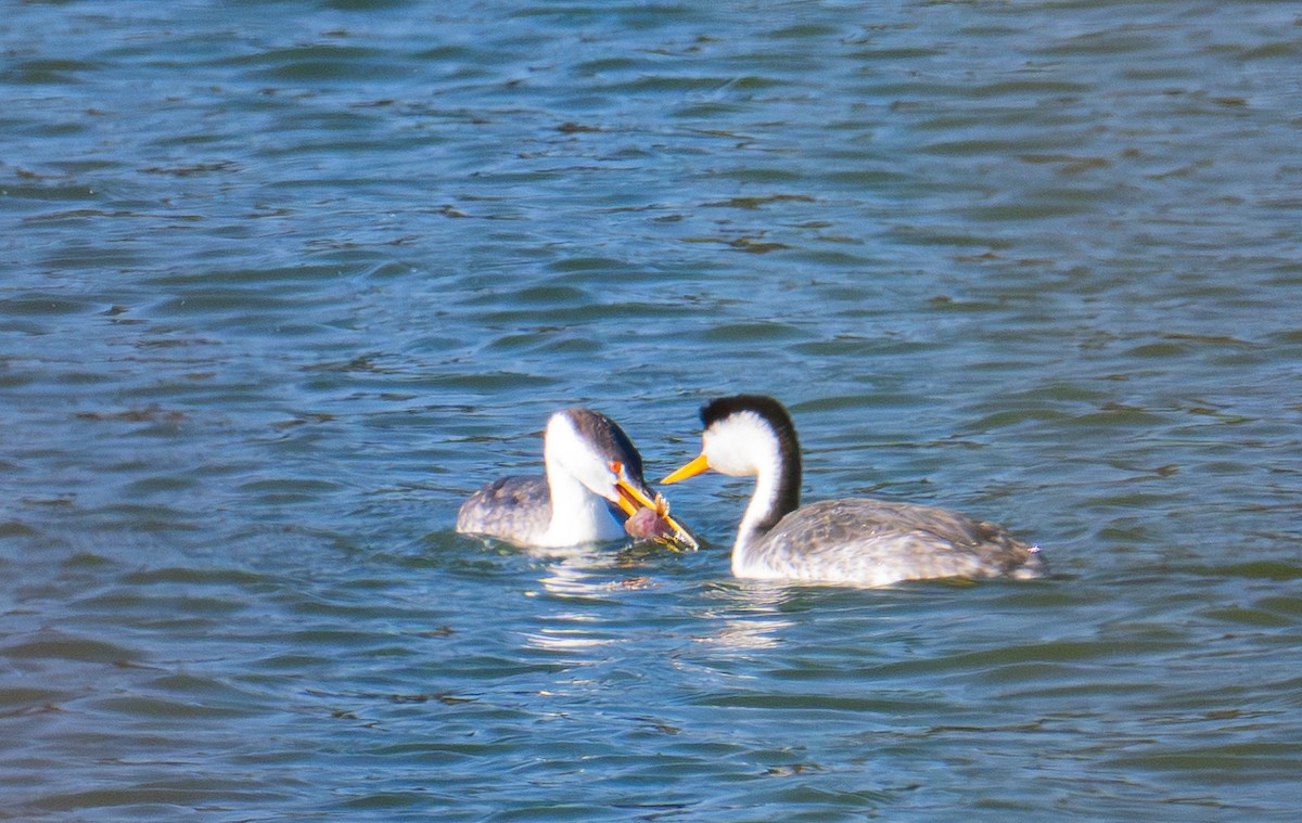 Clark's Grebe - ML646693223