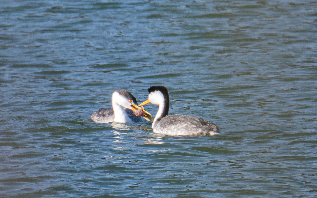 Clark's Grebe - ML646693224