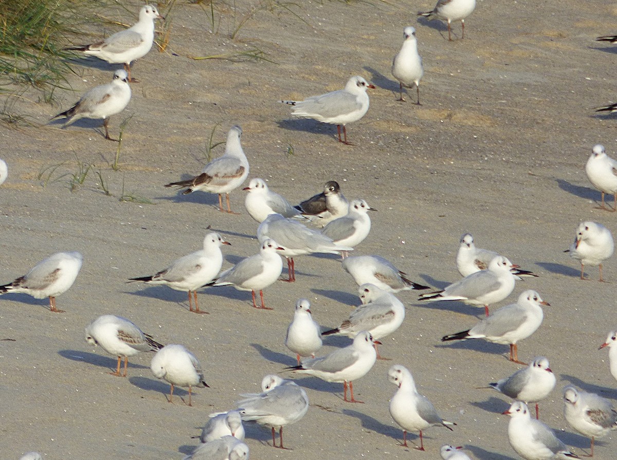 Bonaparte's Gull - ML646693225