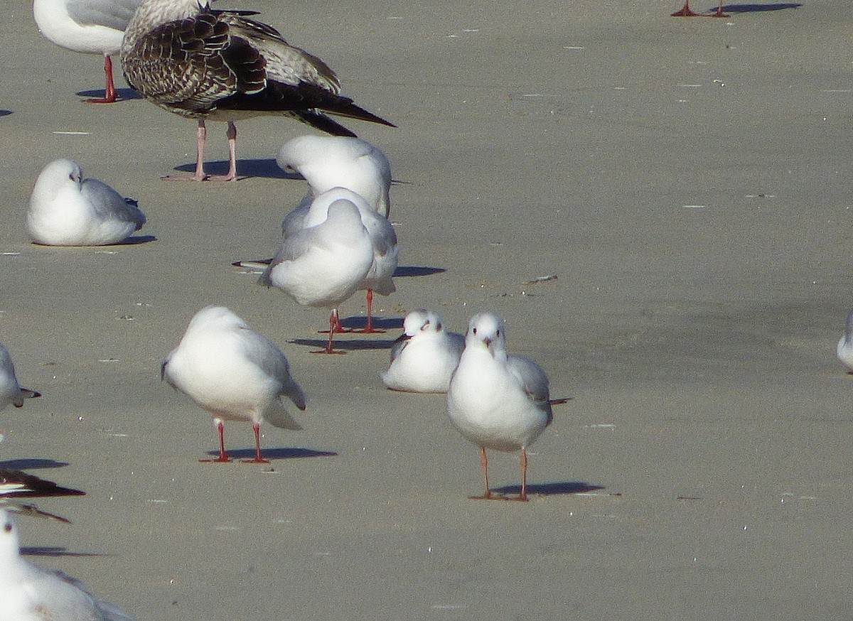 Bonaparte's Gull - ML646693229