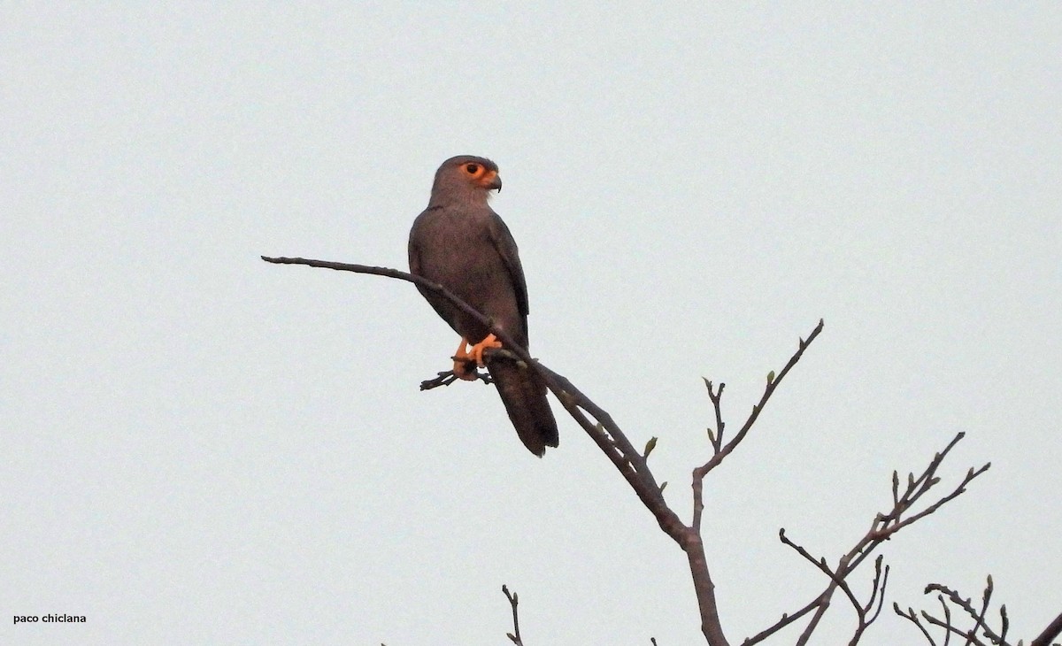 Gray Kestrel - ML646693231