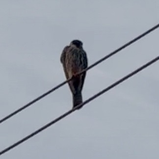 Amur Falcon - ML646693232