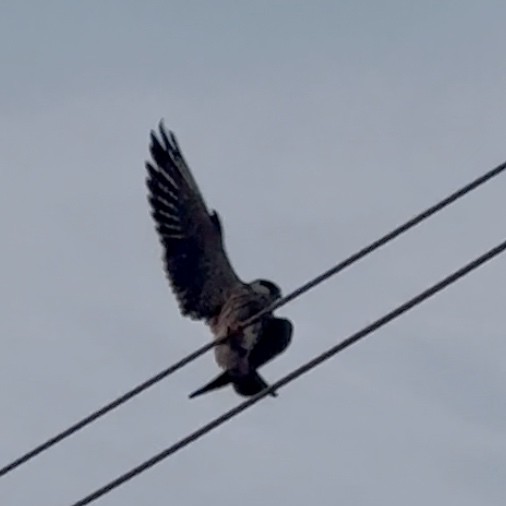 Amur Falcon - ML646693233