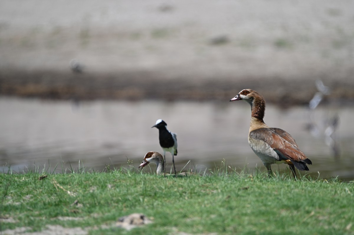 Egyptian Goose - ML646693234