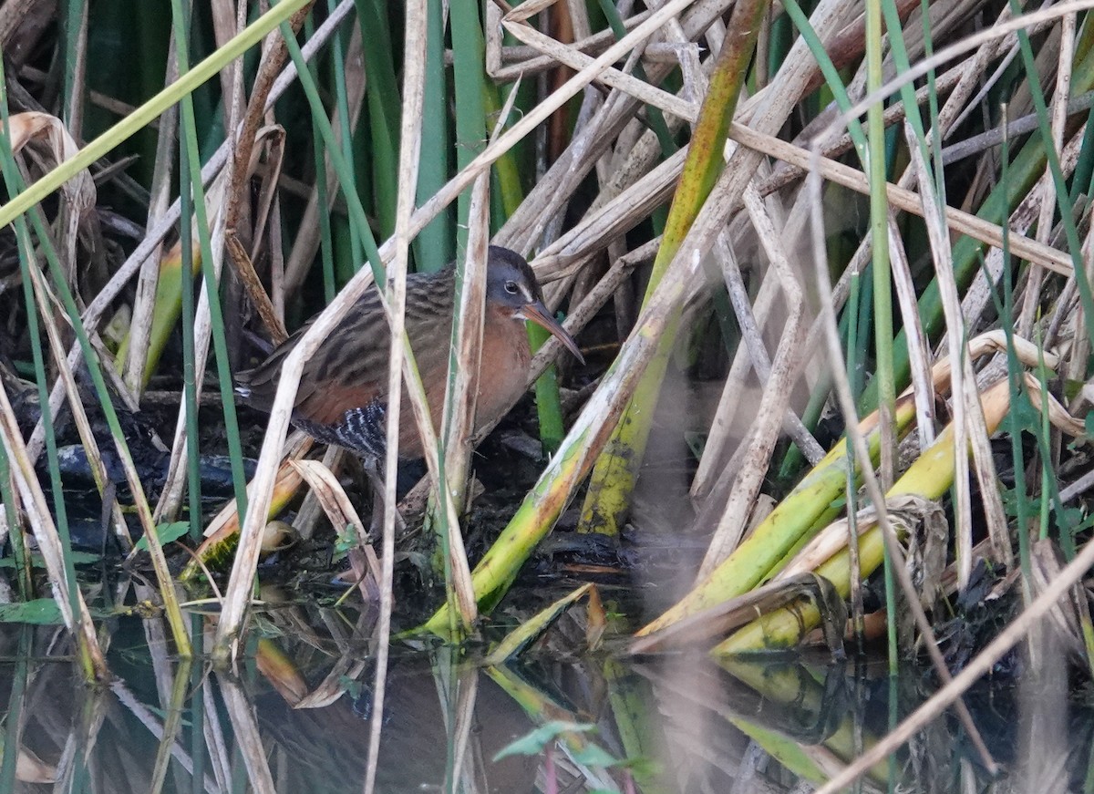 Пастушок віргінський - ML646693235