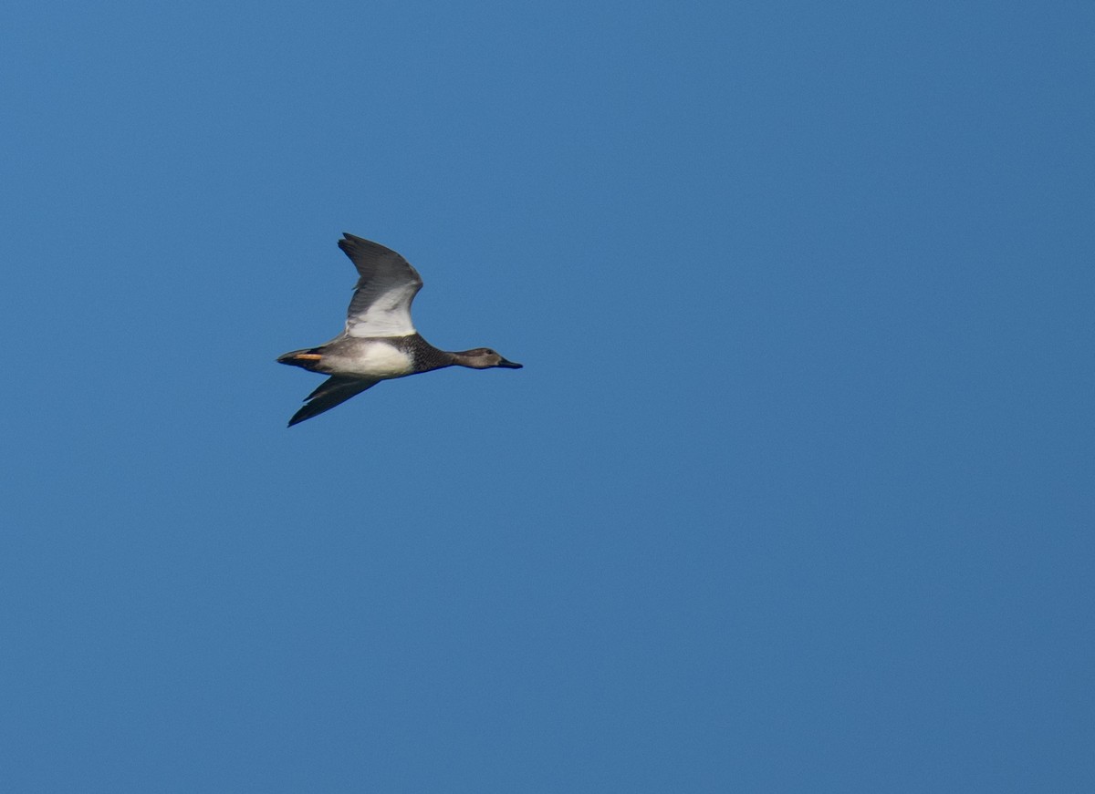 Gadwall - ML646693236