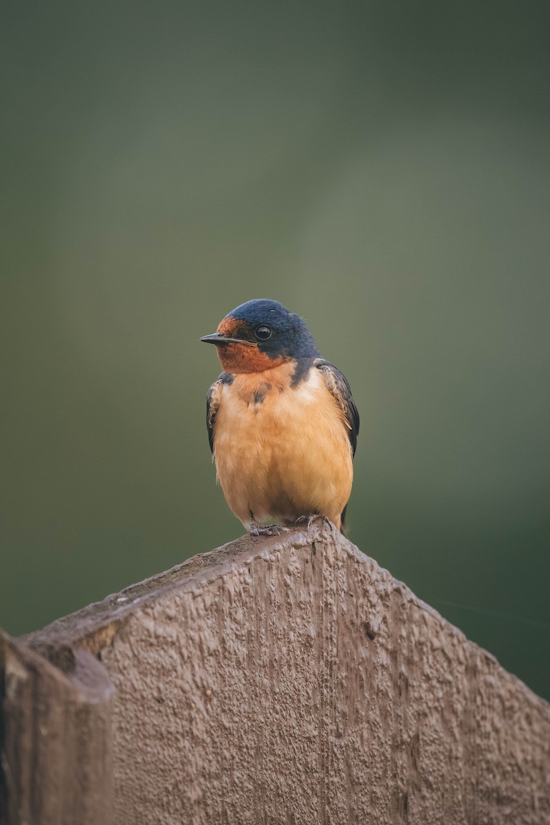 Barn Swallow - ML646693237