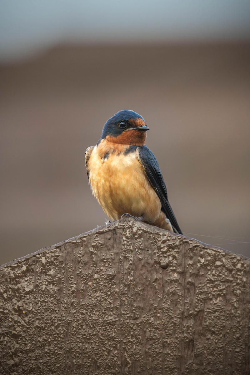 Barn Swallow - ML646693238