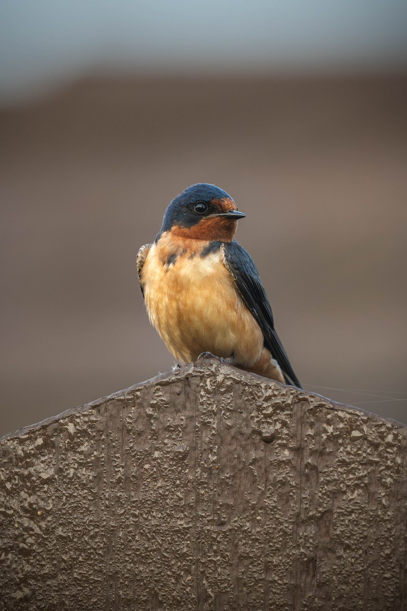 Barn Swallow - ML646693239
