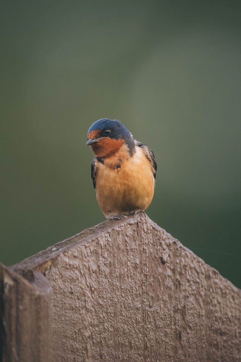 Barn Swallow - ML646693240