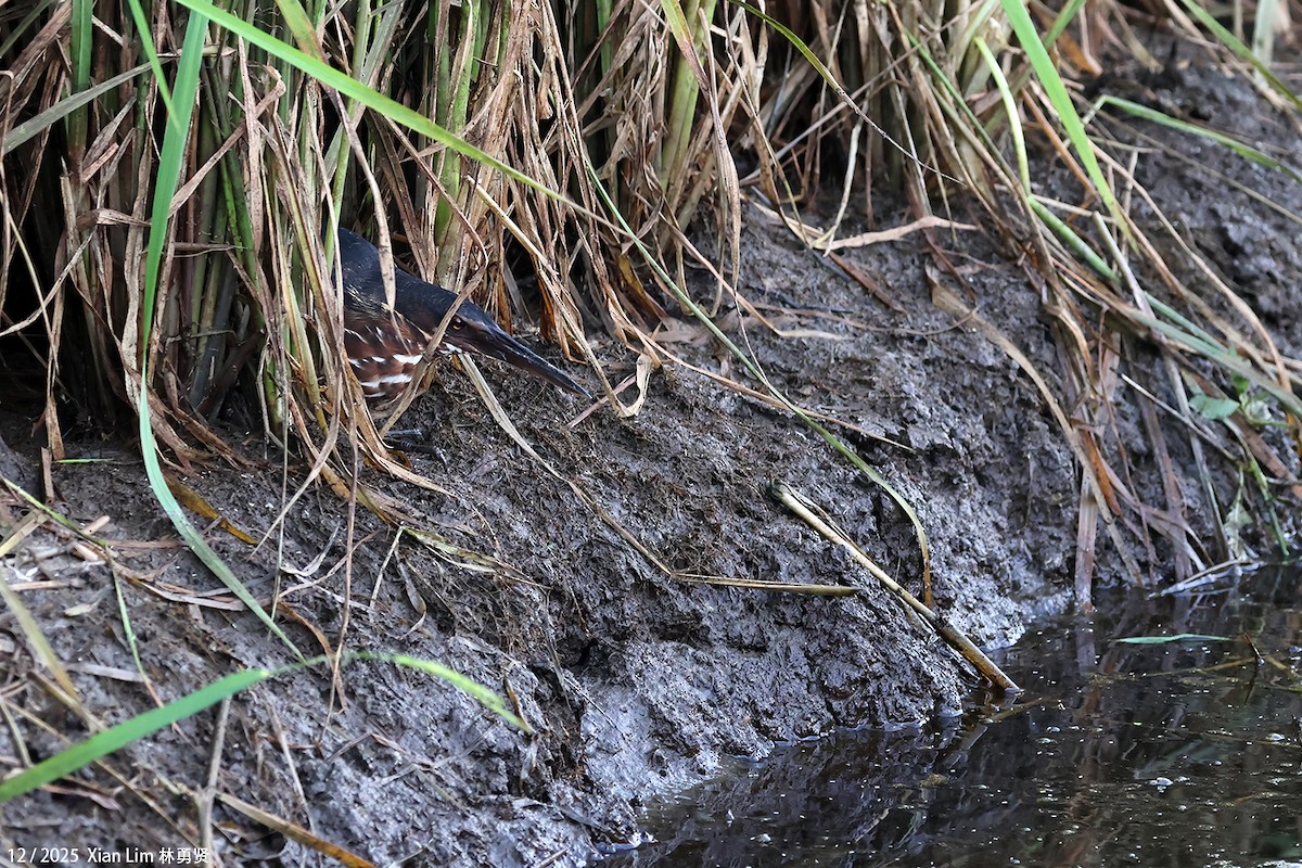 タカサゴクロサギ - ML646693241