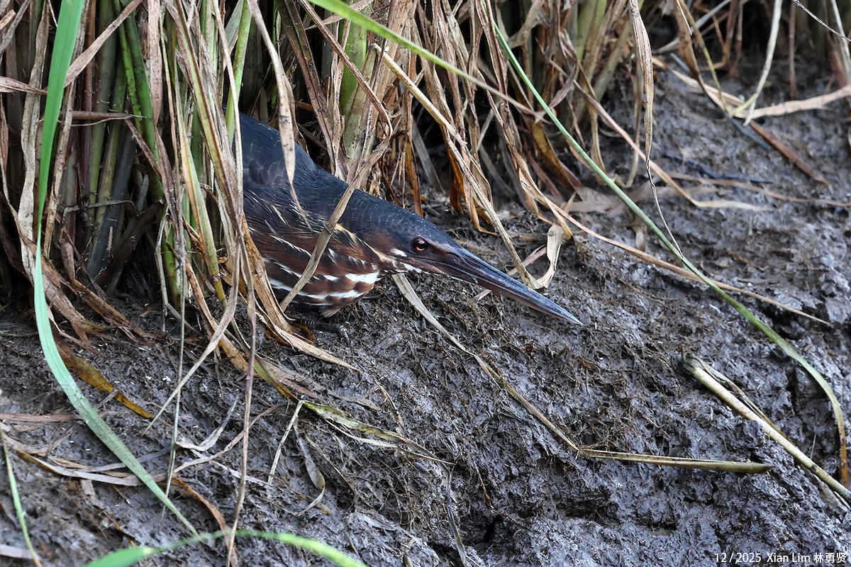 タカサゴクロサギ - ML646693242