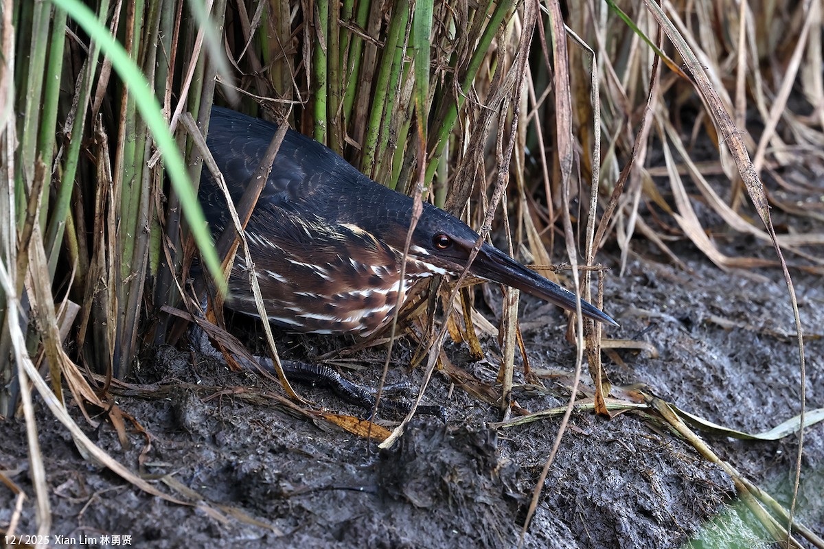 タカサゴクロサギ - ML646693243
