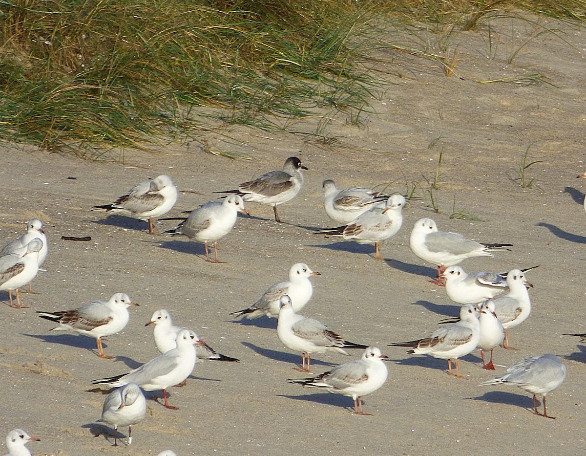 Franklin's Gull - ML646693244