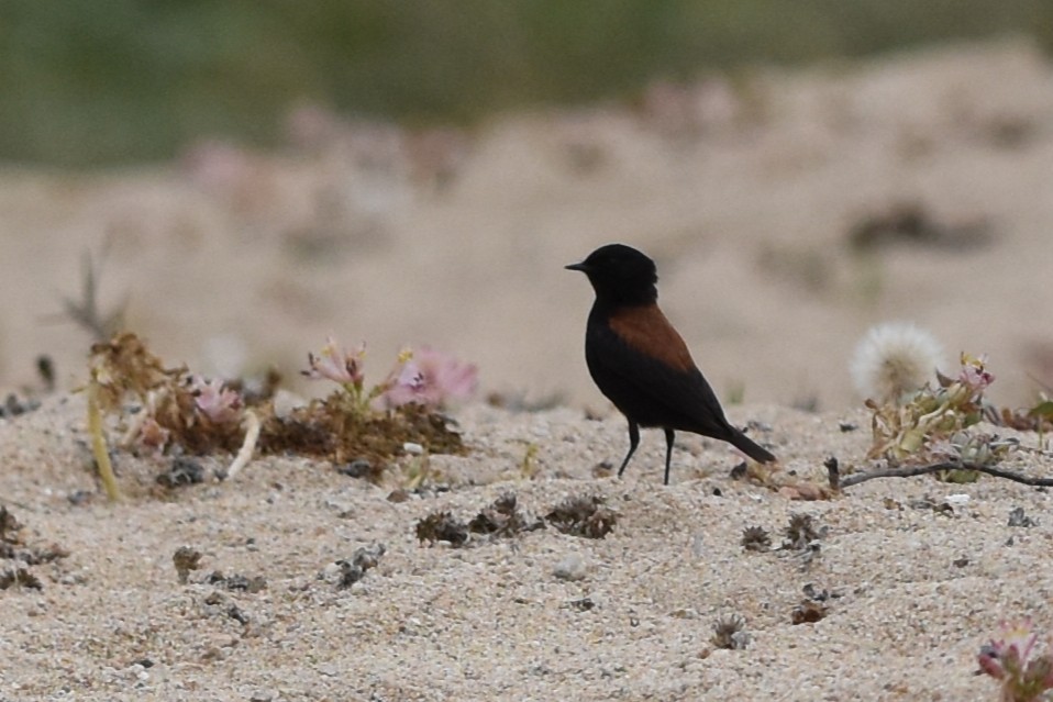 Austral Negrito - ML646693246