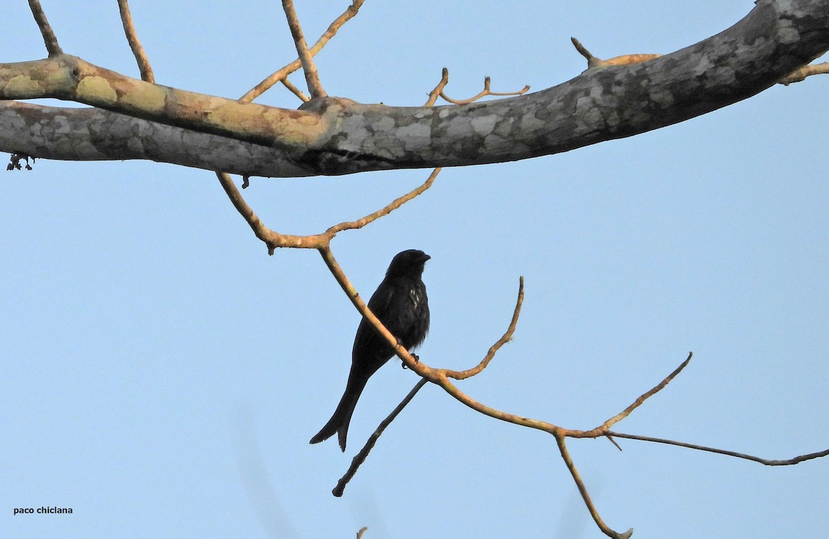Velvet-mantled Drongo - ML646693247