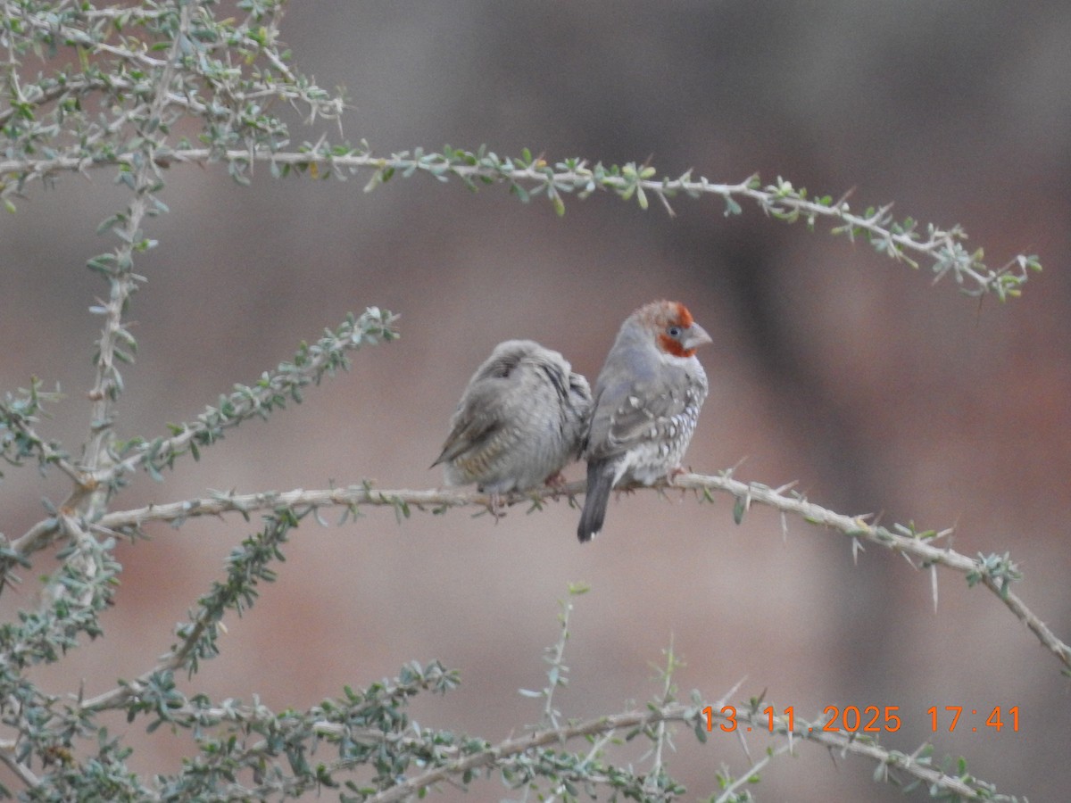 Red-headed Finch - ML646693248